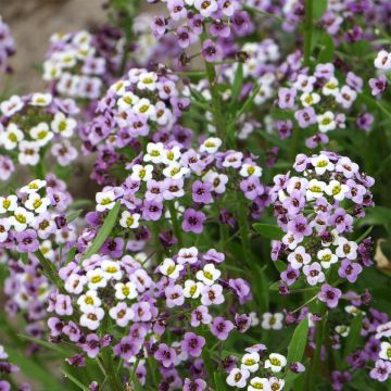 Aliso marítimo Royal Carpet - Lobularia maritima