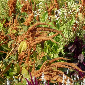 Amaranthus hybridus subsp. cruentus Hot Biscuits (semillas)