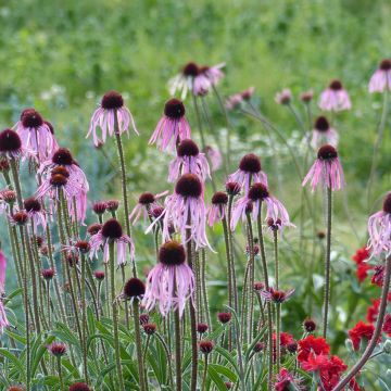 Echinacea pallida - Equinácea pálida