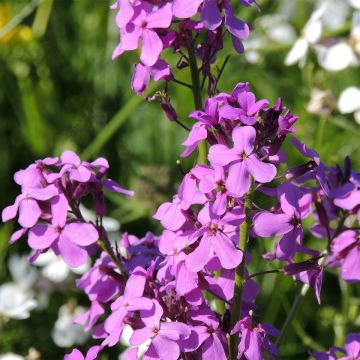 Violeta de los Jardines(semillas) - Hesperis matronalis