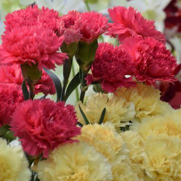 Dianthus caryophyllus Bananaberry Fizz - Clavel