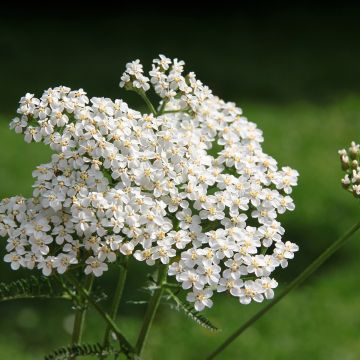 Milenrama (semillas) - Achillea millefolium