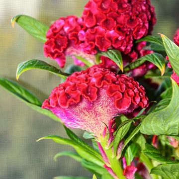 Celosia argentea cristata Red Velvet