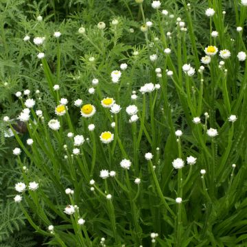 Graines d'Ammobium alatum Grandiflorum