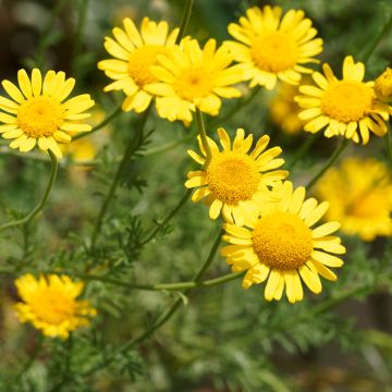 Anthemis tinctoria Kelwayi (semillas) - Camomila amarilla