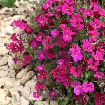 Aubrieta Royal Red