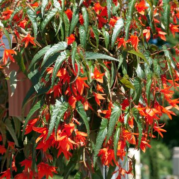 Begonia boliviensis Santa Cruz Orange