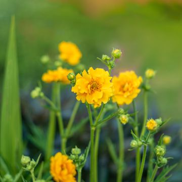 Geum chiloense Lady Stratheden (semillas) - Hierba del Clavo