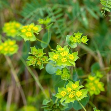 Bupleurum rotundifolium Green Gold - Langarica