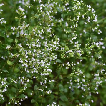 Calaminta (semillas) - Calamintha nepeta