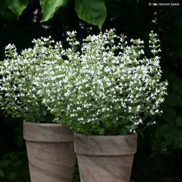 Calamintha nepeta Marvelette White