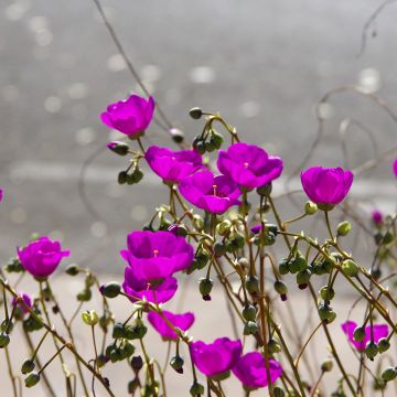 Calandrinia Ruby Tuesday