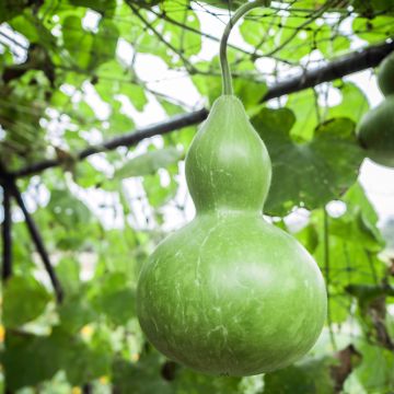 Calabaza del Peregrino (semillas)