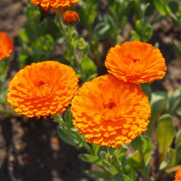 Caléndula Ball’s Orange