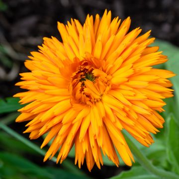 Calendula officinalis Calexis Orange