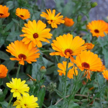 Calendula officinalis orange simple