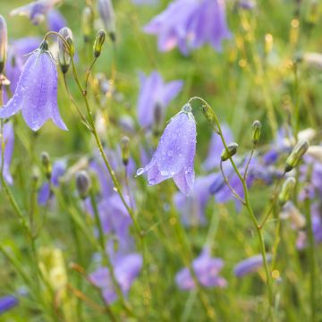 Campanula rotundifolia - Campanilla de hoja redonda