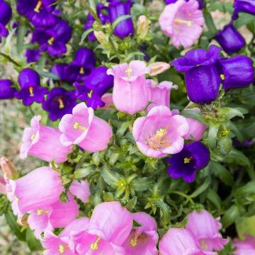 Campanula medium de flor doble - Campanilla de Canterbury