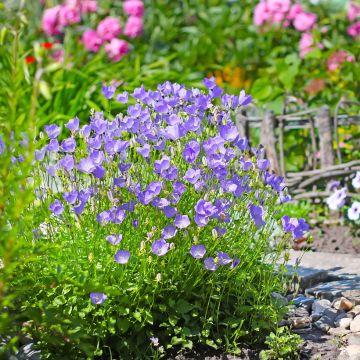 Campanula carpatica (semillas)s