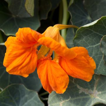 Capuchina enana Baby Orange