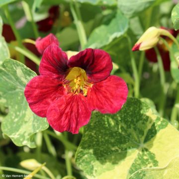 Capuchina enana Red Troika