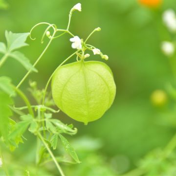 Cardiospermum halicacabum - Farolillo