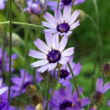 Catananche caerulea Amor Blue/White