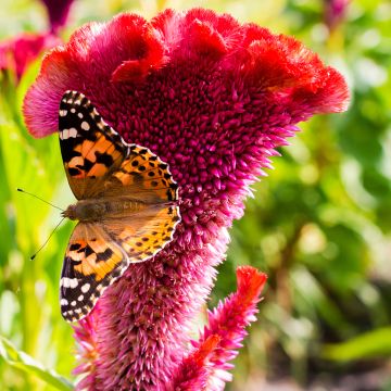 Celosia cristata Fan Dance Purple