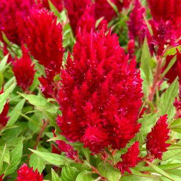 Celosia argentea var. plumosa Arrabona