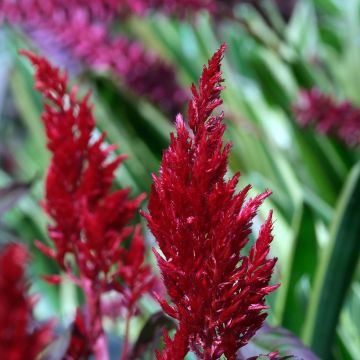 Celosia argentea plumosa Forest Fire (semillas)