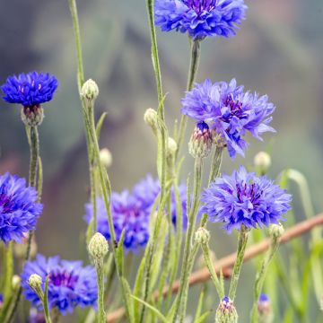 Centaurea cyanus - Aciano