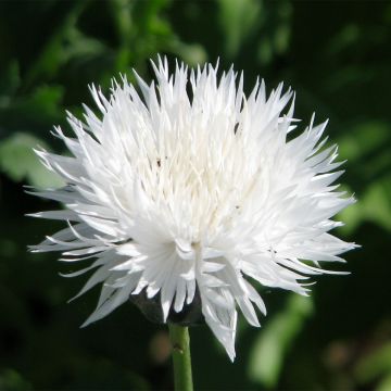 Centaurea moschata The Bride