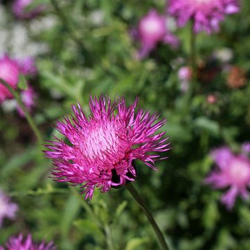 Centaurea moschata Splendens pourpre