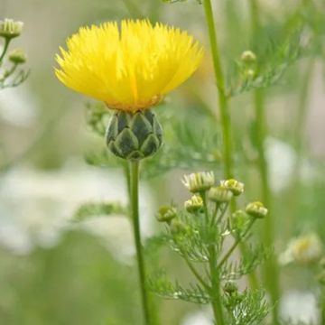 Centaurea suaveolens Yellow