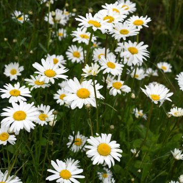 Chrysanthemum vulgare - Crisantemo