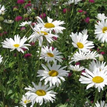 Chrysanthemum paludosum Snow Daisy - Crisantemo