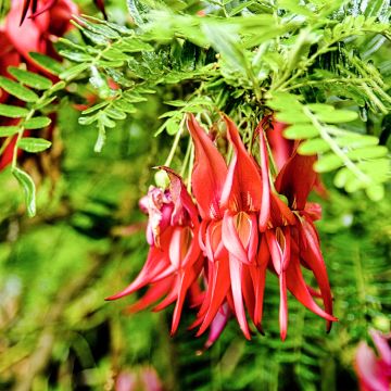 Clianthus puniceus - Kakabeak