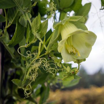 Cobea scandens Alba - Yedra morada de México​