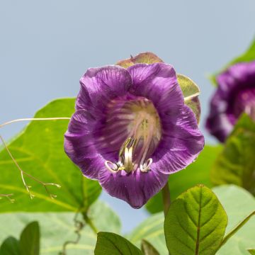 Cobea scandens Violet Blue Bells - Yedra morada de México​