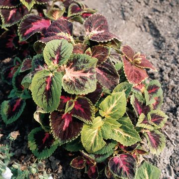 Coleus blumei Rainbow