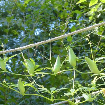 Caigua (semillas) - Cyclanthera pedata