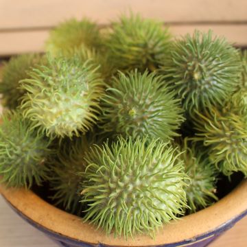 Cucumis anguria (semillas) - pepinillo de las indias occidentales