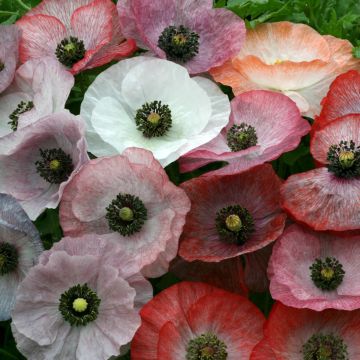 Amapola común Parelmoer - Papaver rhoeas