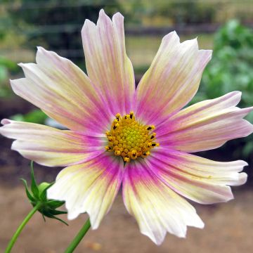 Cosmos bipinnatus Apricot Lemonade