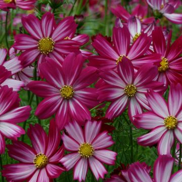 Cosmos bipinnatus Cosimo Red White