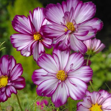 Cosmos bipinnatus Fizzy Pink