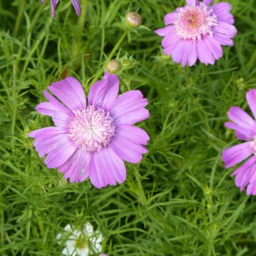 Cosmos x bipinnatus Pink Pop Socks