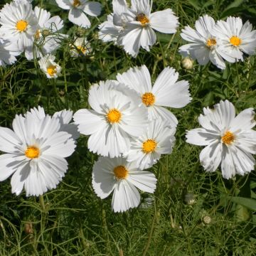 Cosmos bipinnatus Psyché White