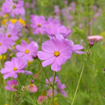 Graines de Cosmos Sensation Pinkie - Cosmos bipinnatus