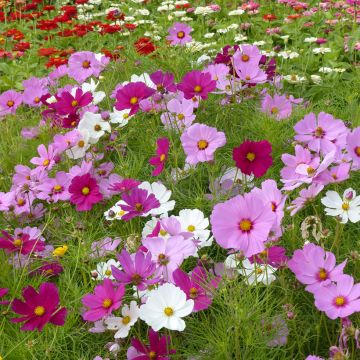 Cosmos x bipinnatus Sensation Royal enano Mix